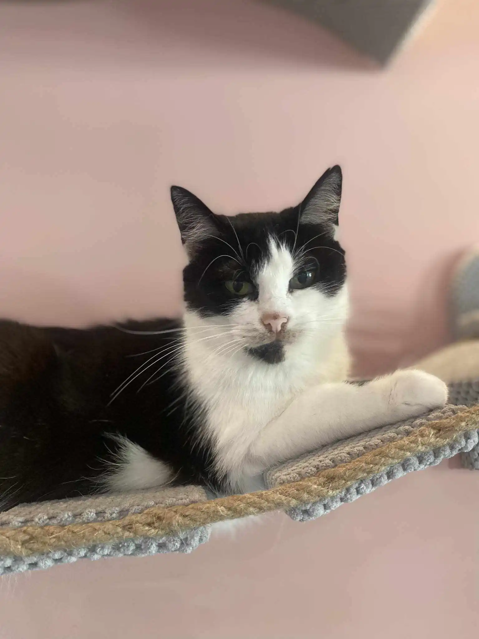 Myszka – kotka do adopcji