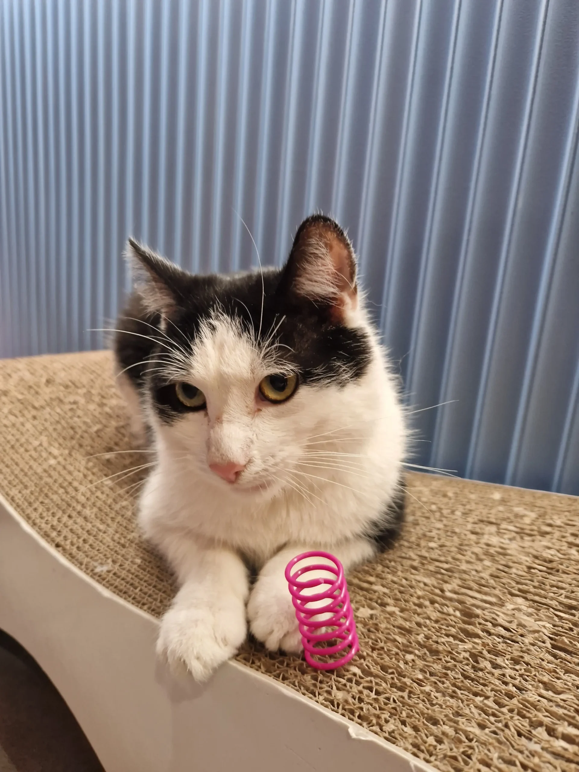 Myszka – kotka do adopcji