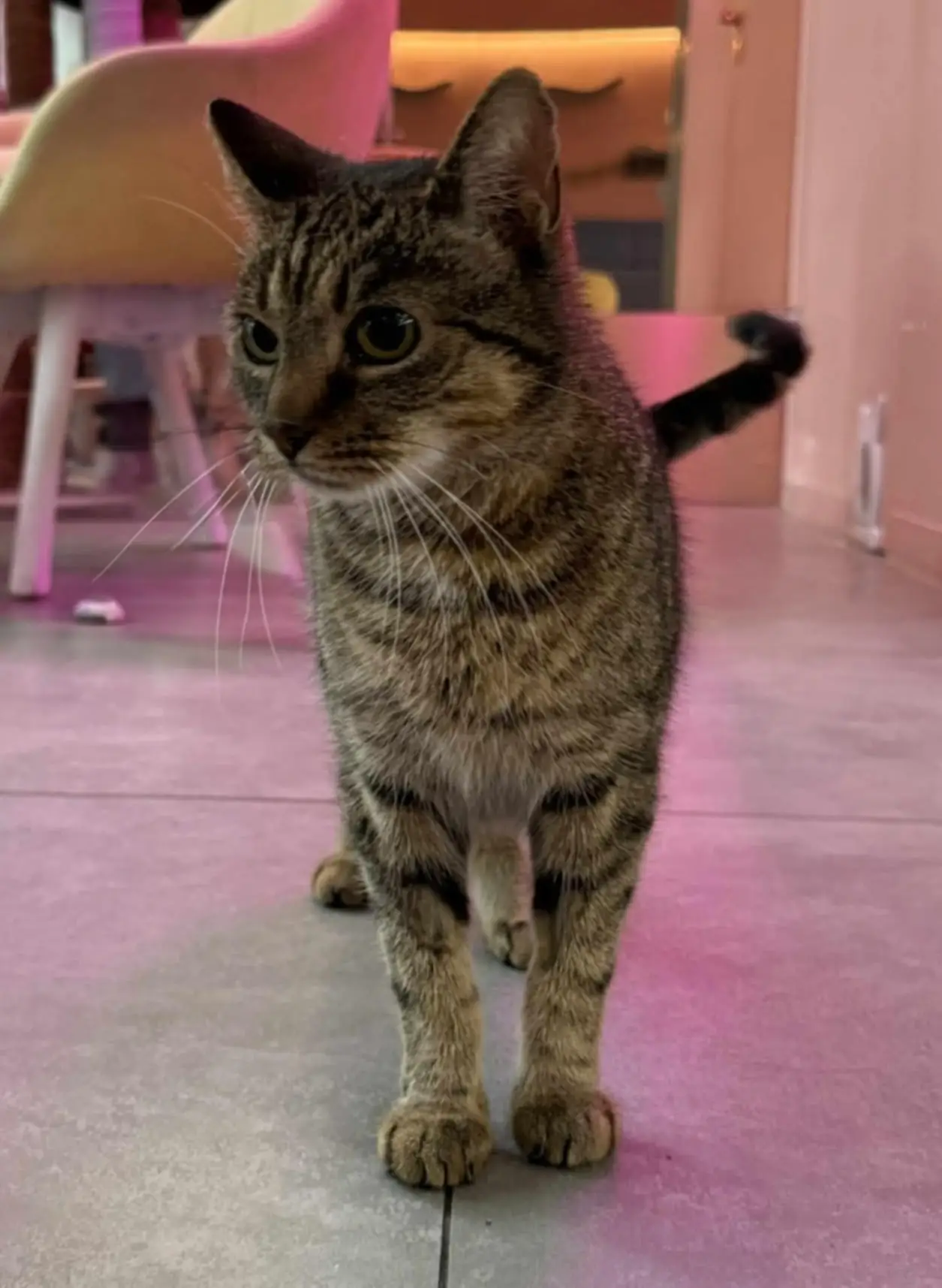 Myszka – kotka do adopcji