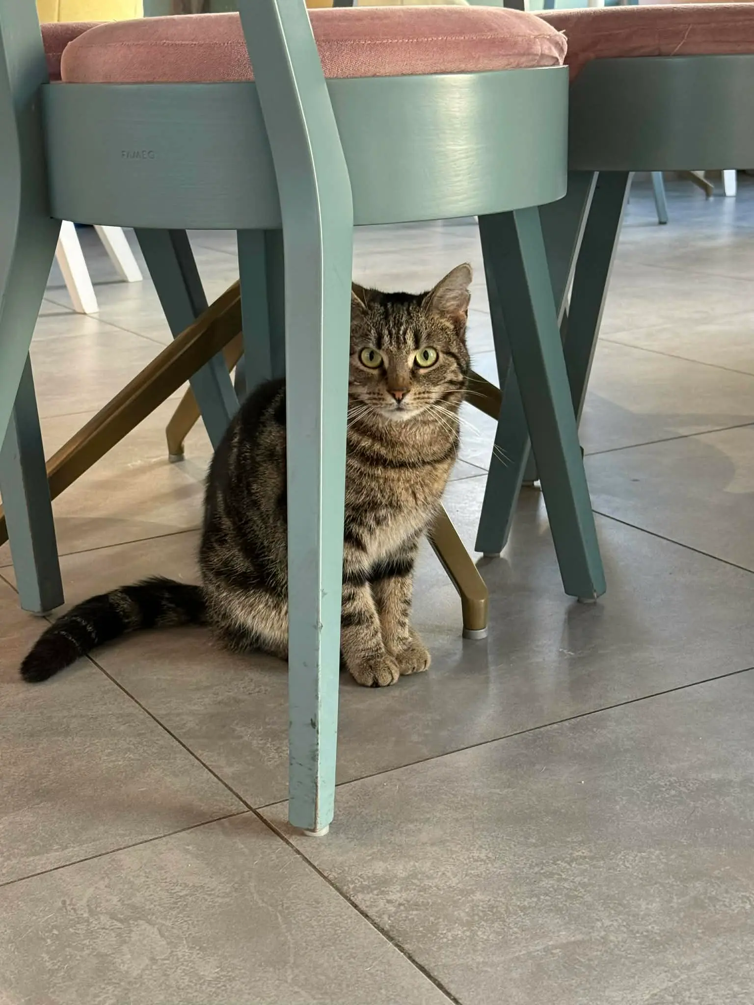 Myszka – kotka do adopcji