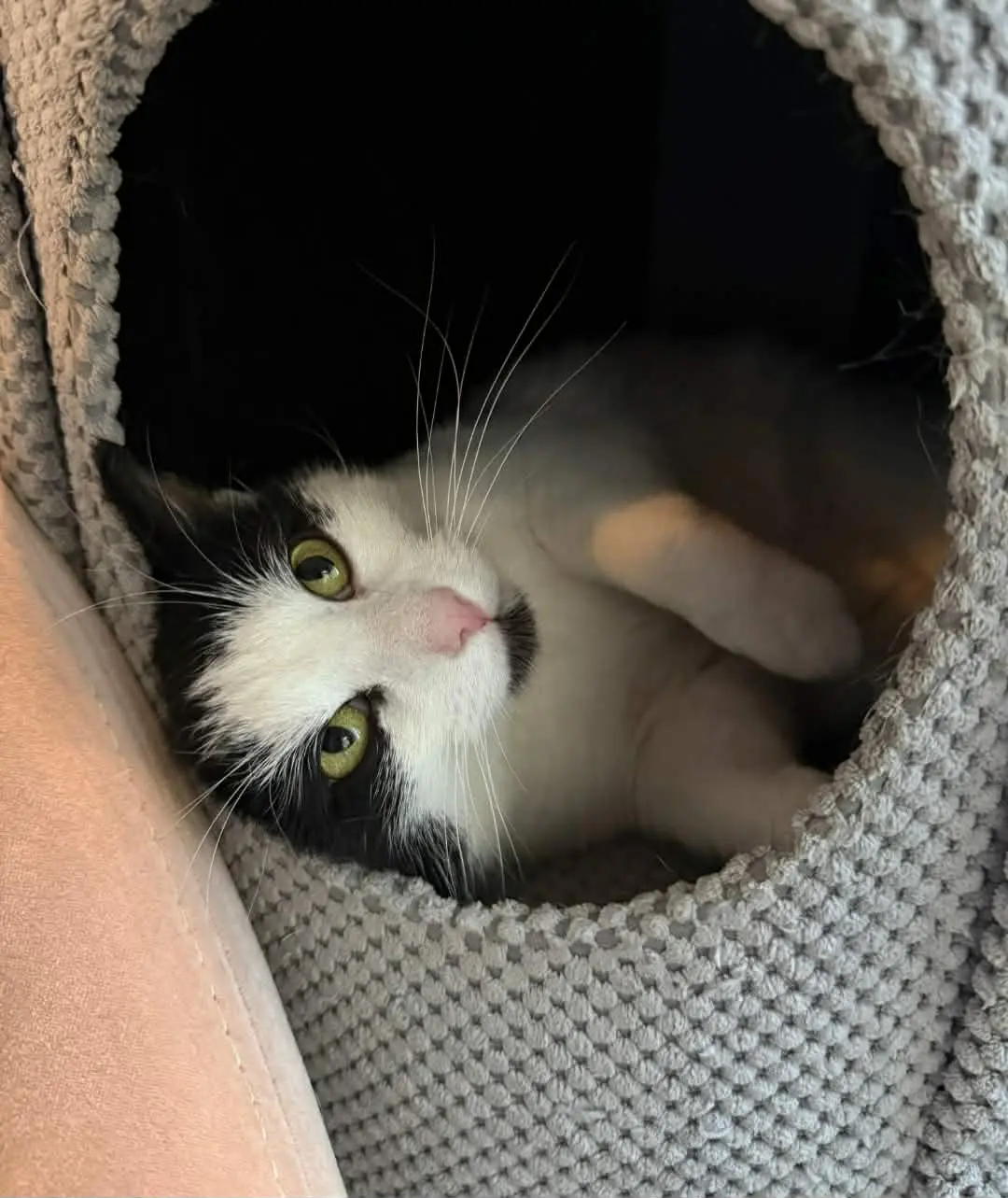 Myszka – kotka do adopcji