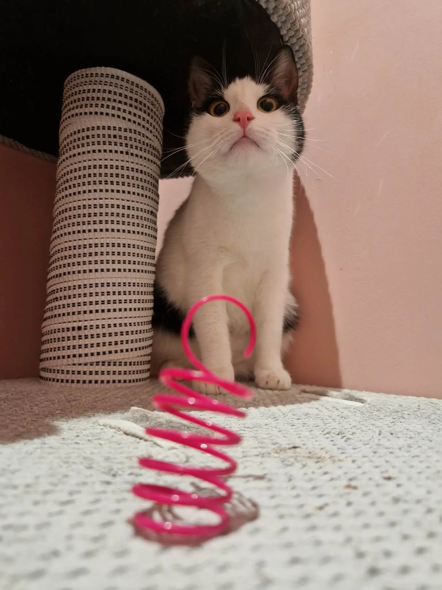 Myszka – kotka do adopcji