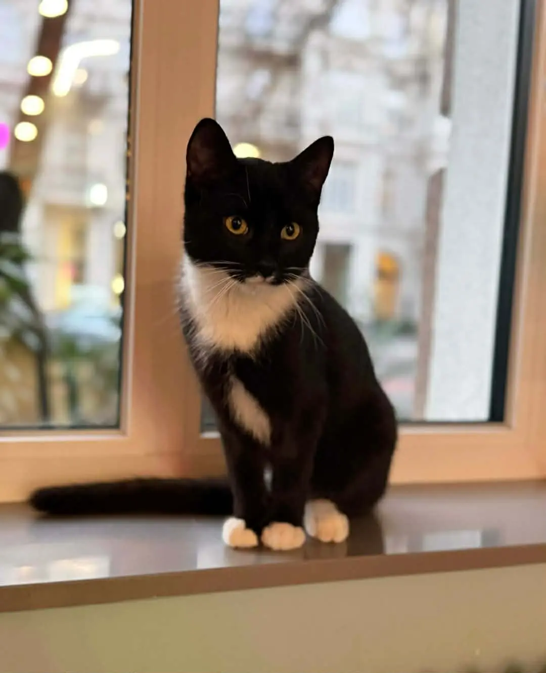 Myszka – kotka do adopcji