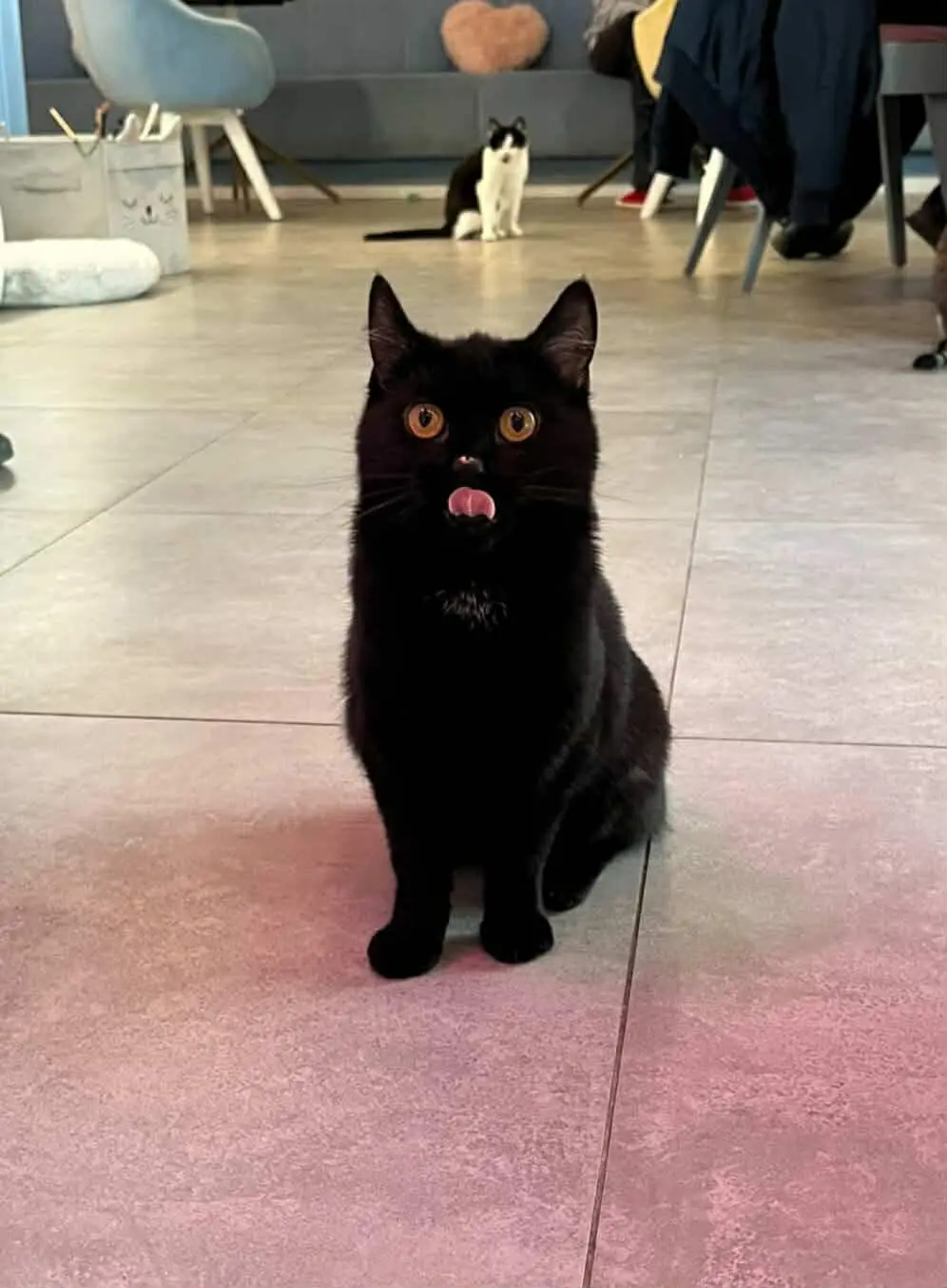 Myszka – kotka do adopcji