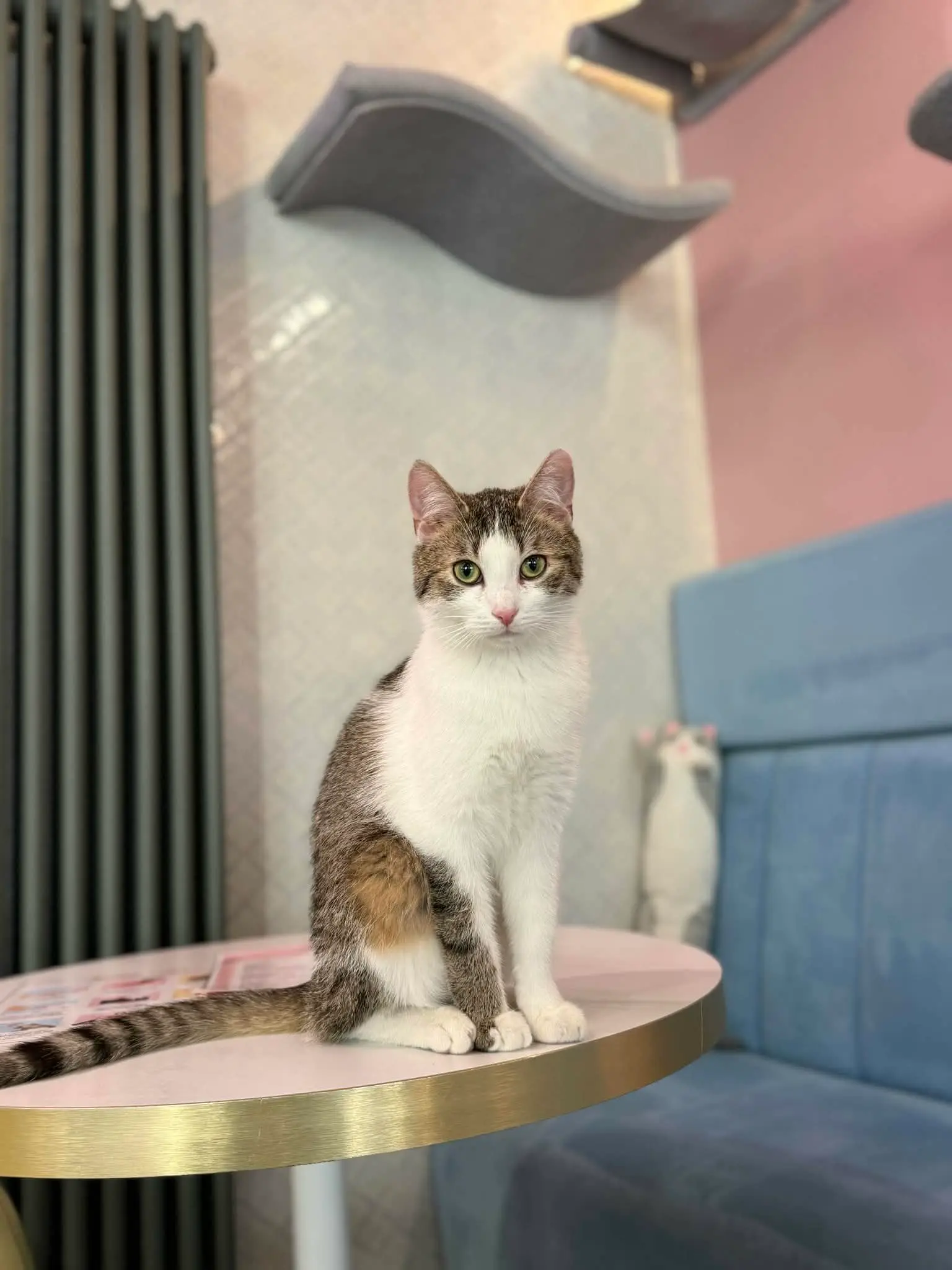 Myszka – kotka do adopcji