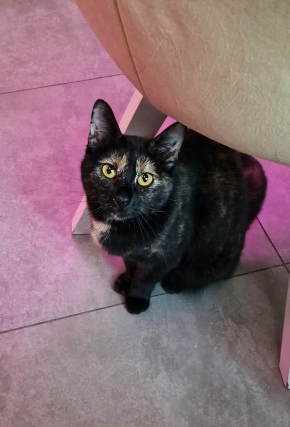 Brusia – kotka do adopcji