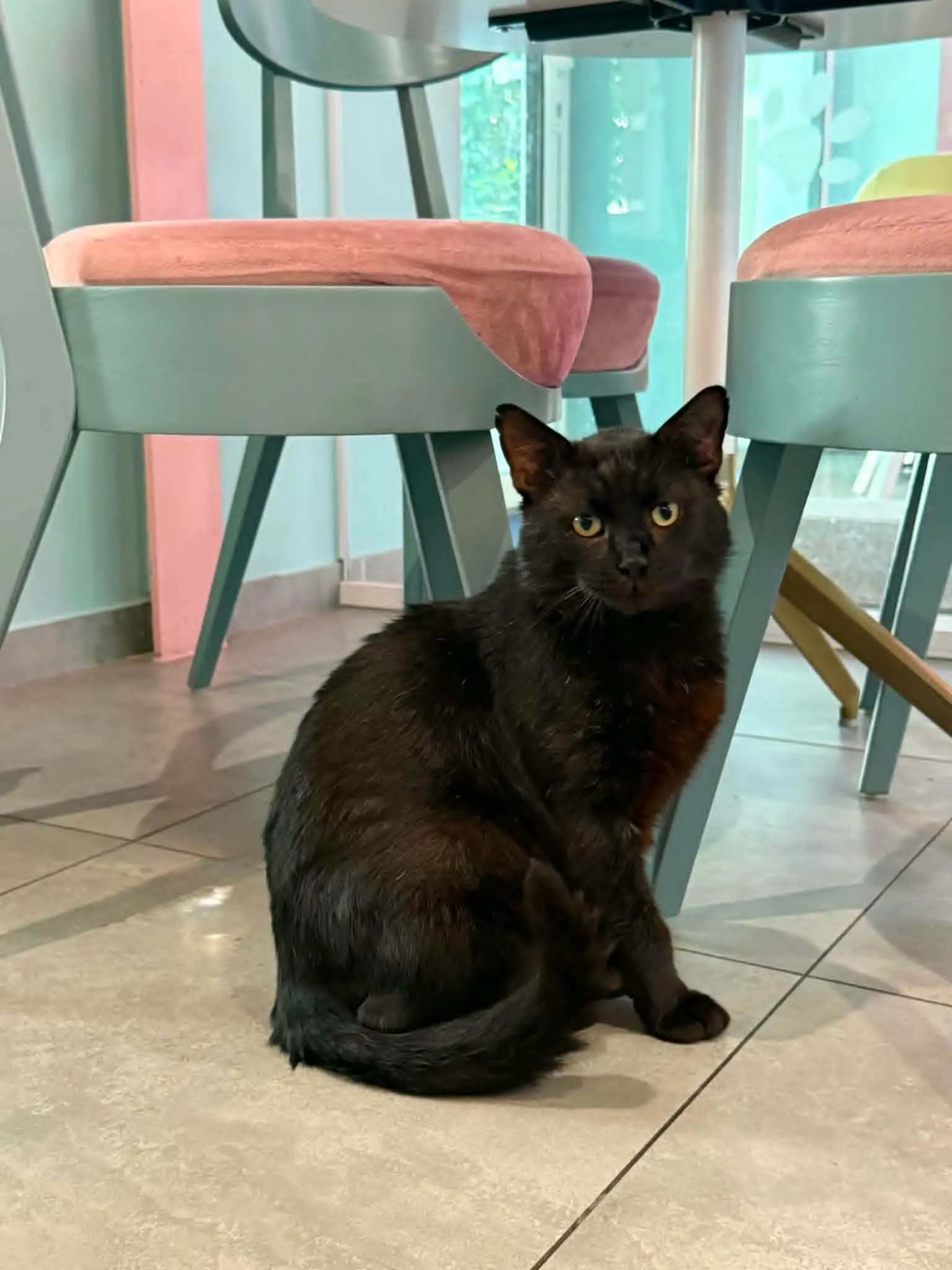 Czarek – kotek do adopcji