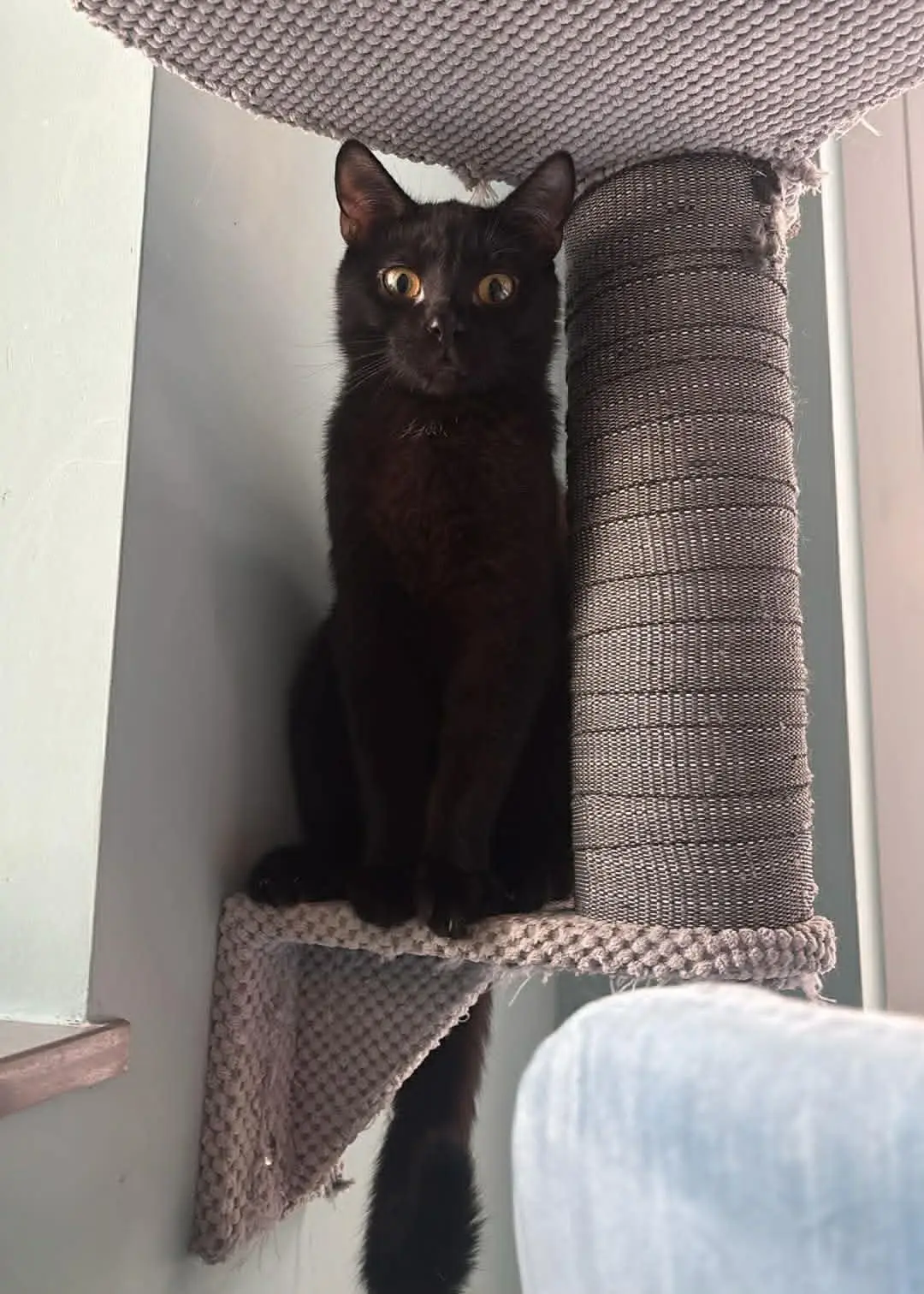 Rubinek – kotek do adopcji