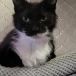 Stella