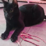 Chico