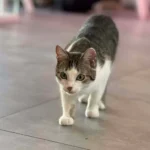 Fasolka – kot adoptowany z Koci Zakątek Cafe w Szczecinie