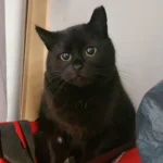 Wiesia